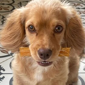 Kito 100 gr Dana İnce Sinir Çiğnemelik Glutensiz Organik Köpek Ödül Maması
