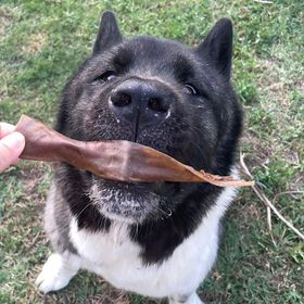 Kito 100 gr Kurutulmuş Dana Kelle Derisi Çiğnemelik Doğal Glutensiz Organik Köpek Ödül Maması