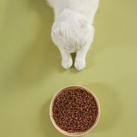 Kito 2 kg Doğal Besi Kuzu Etli Yavru Kuru Kedi Maması