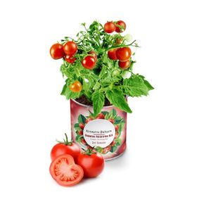 Konserve Bahçem Domates Fide Yetiştirme Kiti