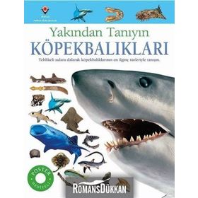 Köpekbalıkları - Yakından Tanıyın - Miranda McQuitty