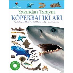 Köpekbalıkları - Yakından Tanıyın - Miranda McQuitty
