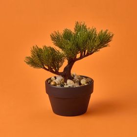Kpm Bonsai Asorti 19 cm Çiçek