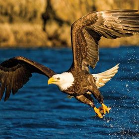 Ks 100 Parça Animal Planet Eagle At Hunting Avcı Kartal Puzzle