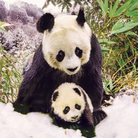 Ks 100 Parça Animal Planet Panda Mother Anne Panda Puzzle