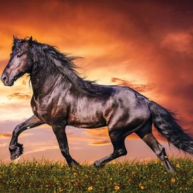 KS Games 100 Parça Animal Planet Black Beauty Puzzle
