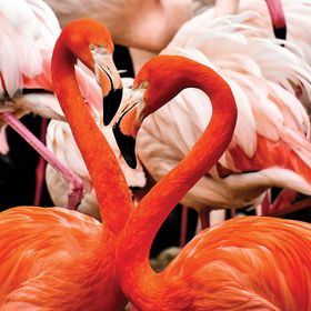 KS Games 100 Parça Animal Planet Flamingo Lovers Puzzle