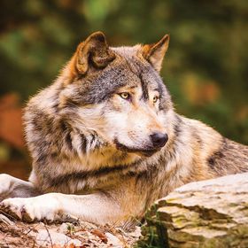 KS Games 100 Parça Animal Planet Lonewolf Puzzle