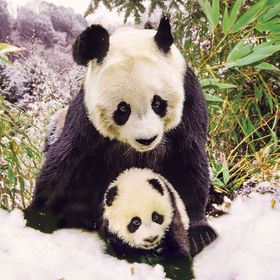 KS Games 100 Parça Animal Planet Panda Mother Puzzle
