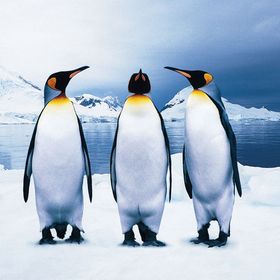KS Games 100 Parça Animal Planet Penguins Puzzle