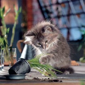 KS Games Naughty Cat 500 Parça Puzzle Kedi Puzzle