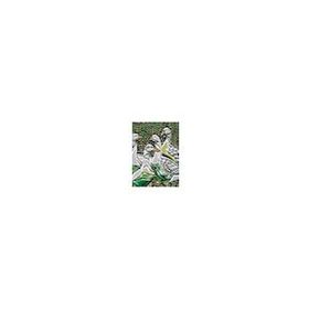 Kumtoys KUM-03 20x30 cm Eğitim Materyalleri Jel Mosaic Kabartma Sanatı Boyama Seti