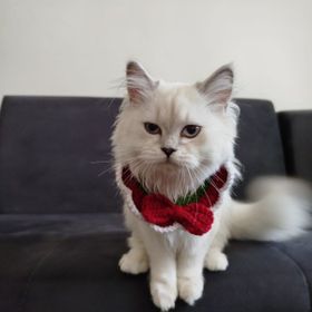 Lady Fify Kırmızı Papyonlu Kedi Köpek Için Yakalık