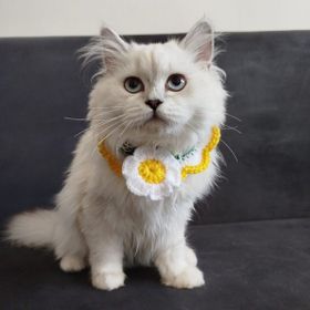 Lady Fify Papatya Kedi Köpek Için Yakalık