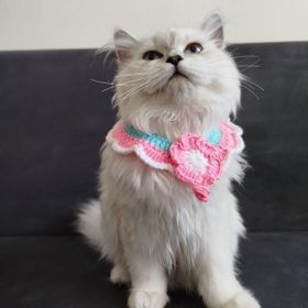 Lady Fify Pembe Çiçekli Kedi için Yakalık