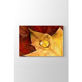 Leaves Drop Tablosu
