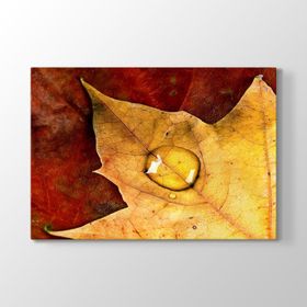 Leaves Drop Tablosu