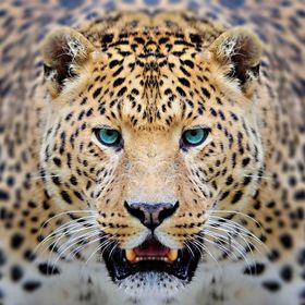 Leopar Kanvas Tablo