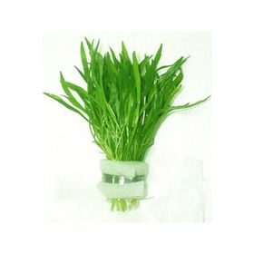Lilaeopsis Novaezelandiae Saksı Canlı Bitki