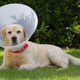 Lion Elizabeth 30 cm Şeffaf Biyesiz Köpek Yakalık