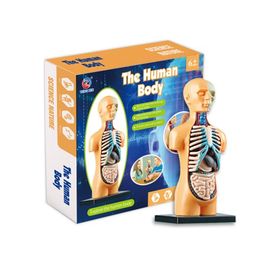 Liveasy 3D Insan Vücudu Anatomisi Modeli Montajlı Oyuncak