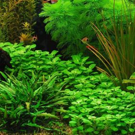 Lobelia Cardinalis In Vitro Cup 200 cc Canlı Bitki