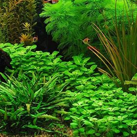 Lobelia Cardinalis In Vitro Cup 200 cc Canlı Bitki