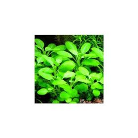 Lobelia Cardinalis Saksı Canlı Bitki