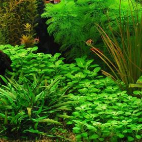 Lobelia Cardinalis Saksı Canlı Bitki