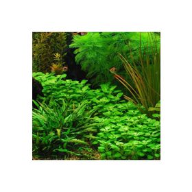 Lobelia Cardinalis Saksı Canlı Bitki