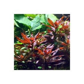 Ludwigia Glandulosa Saksı Canlı Bitki