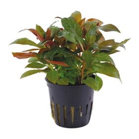 Ludwigia Glandulosa Saksı Canlı Bitki