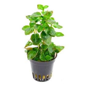 Ludwigia Ovalis Saksı Canlı Bitki