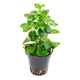 Ludwigia Ovalis Saksı Canlı Bitki