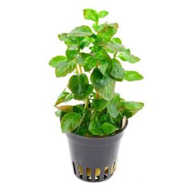Ludwigia Ovalis Saksı Canlı Bitki