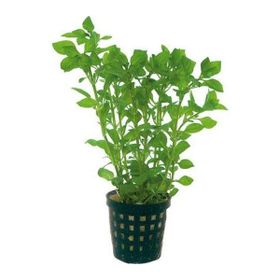 Ludwigia Palustris Green Saksı Canlı Bitki