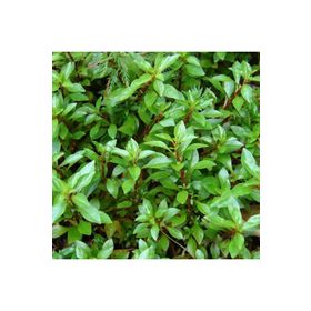 Ludwigia Palustris Green Saksı Canlı Bitki