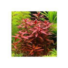 Ludwigia Peruensis Saksı Canlı Bitki