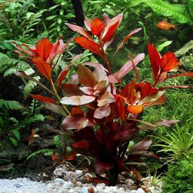 Ludwigia Repens Gül 5 Dal Kusursuz Form Akvaryum Bitkisi Canlı Bitki