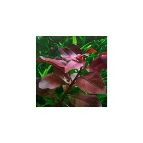 Ludwigia Repens Rubin Saksı Canlı Bitki