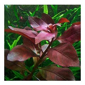Ludwigia Repens Rubin Saksı Canlı Bitki