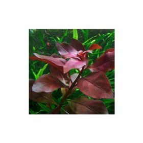 Ludwigia Repens Rubin Saksı Canlı Bitki