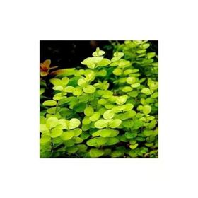 Lysimachia Nummularia Aurea Saksı Canlı Bitki