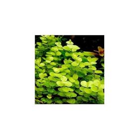 Lysimachia Nummularia Aurea Saksı Canlı Bitki