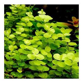 Lysimachia Nummularia Aurea Saksı Canlı Bitki