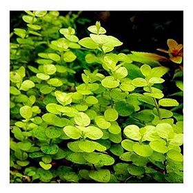 Lysimachia Nummularia Aurea Saksı Canlı Bitki