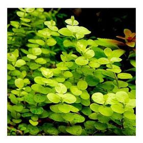 Lysimachia Nummularia Aurea Saksı Canlı Bitki