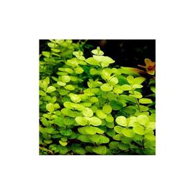 Lysimachia Nummularia Aurea Saksı Canlı Bitki