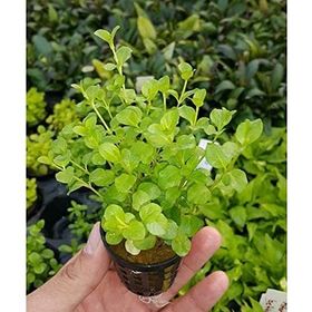 Lysimachia Nummularia Green Saksı Canlı Bitki