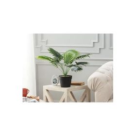 Madame Coco Plaquela Saksılı Çiçek